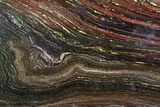 Polished Tiger Iron Stromatolite - ( Billion Years) #92817-1